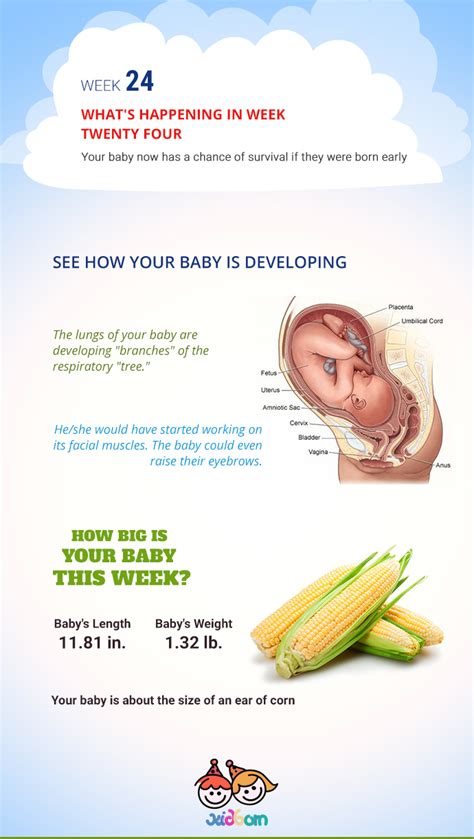 Pregnancy Week 24 Pregnancy Changes Week By Week Kidborn