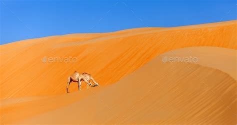 Two Middle Eastern Camels In A Desert Natural Landscape In The United