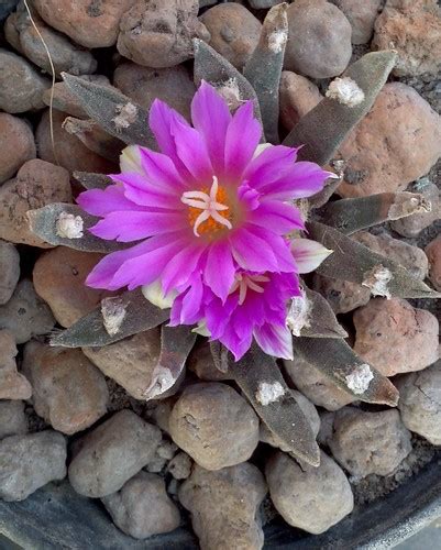 Flor De Ariocarpus Un Hermoso Ariocarpus Agavoides Floreci