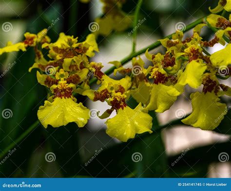 Oncidium Flexuosum Or Oncidium Varicosum Or Dancing Lady Orchid Flowers