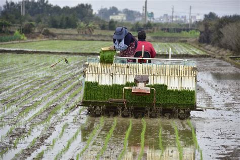 Rice Planting Machine Transplant Rice Seedling On Paddy Field B Stock