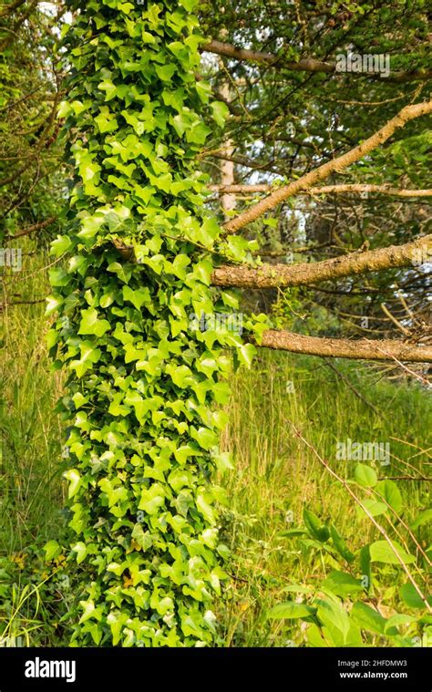 Hedera Helix Green Hi Res Stock Photography And Images Alamy