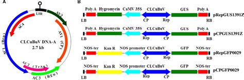 Genome organization and Schematic representation of different promoter ... 