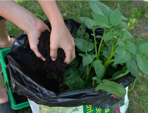 Au Jardin Faire Pousser Des Pommes De Terre Dans Un Sac De Terreau