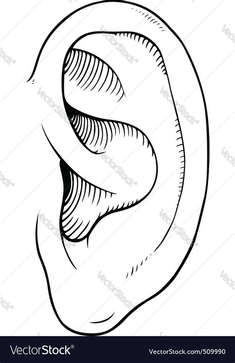 Human Ear Royalty Free Vector Image Vectorstock