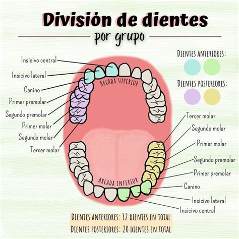 Pin de AprilOk en ODONTOLOGÍA Escuela de higiene dental Higiene