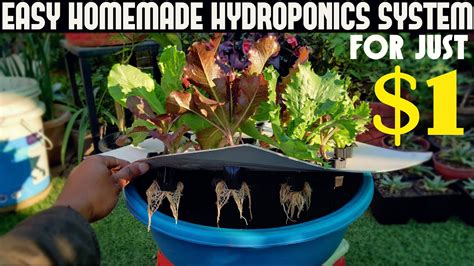 Build A Budget Friendly Hydroponic System A Comprehensive Guide For