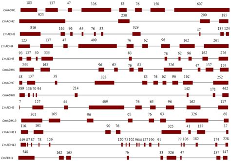 Intron Exon Structures Of Adh Genes From Melon Exons And Introns Download Scientific Diagram