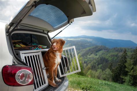 Consejos Para Transportar A Tu Mascota En Carretera Tgas