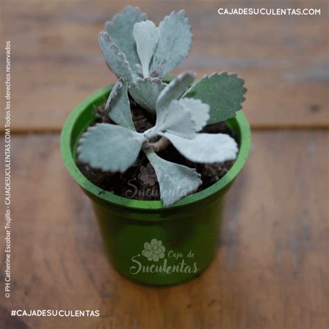 Suculenta Kalanchoe Pumila Caja De Suculentas y Plantas Exóticas en