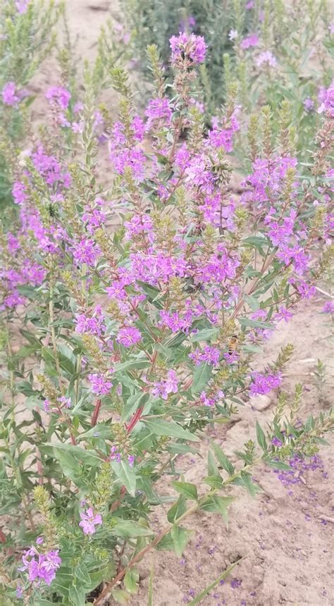 Winged Loosestrife Lythrum Alatum Native Wetland Wildflower For