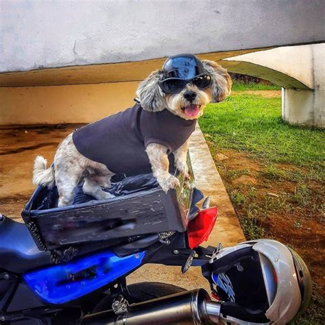 Llevar Un Perro En Moto Legislaci N Sistemas Y Precios