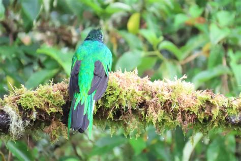 世界一美しい鳥ケツァールにコスタリカで会えた！ いきものバンザイ