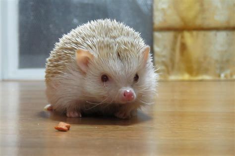 an albino hedgehog : aww