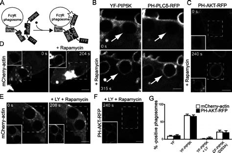 Rapamycin Induced Recruitment Of Pip Ki During Fc R Mediated