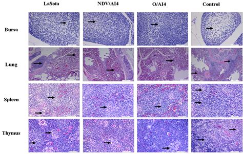 Photomicrographs Illustrating Hematoxylin And Eosin He Staining On