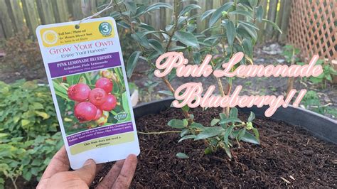 Pink Lemonade Blueberry Is It Really Pink🫐💞🧑🏽‍🌾s2 Ep47ultimate Gardening Youtube