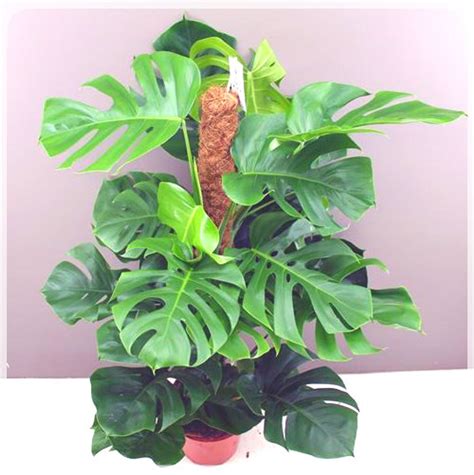 Swiss Cheese Plant Mondtera Pertusum Range Of Sizes