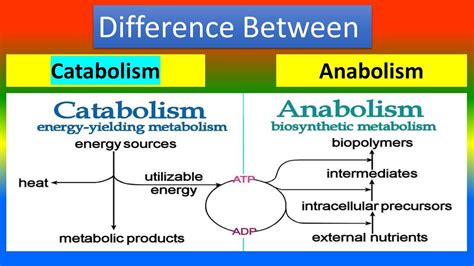 Difference Between Catabolism and Anabolism - YouTube