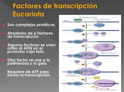 Ppt Transcripción Powerpoint Presentation Free Download Id 4807995