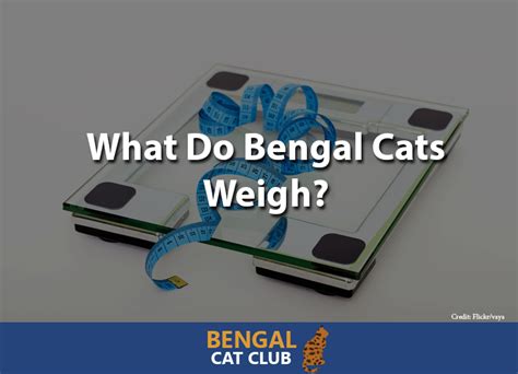 What do Bengal Cats Weigh? - Bengal Cat Club