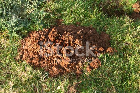 Mole Hill Stock Photo | Royalty-Free | FreeImages