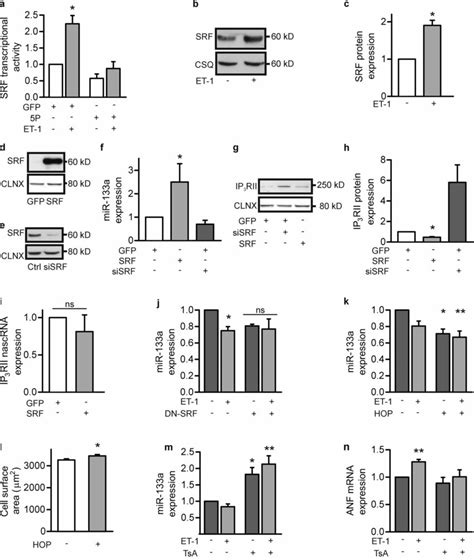 Iicr Affects Mir 133a Expression Through Modulation Of Srf Activity