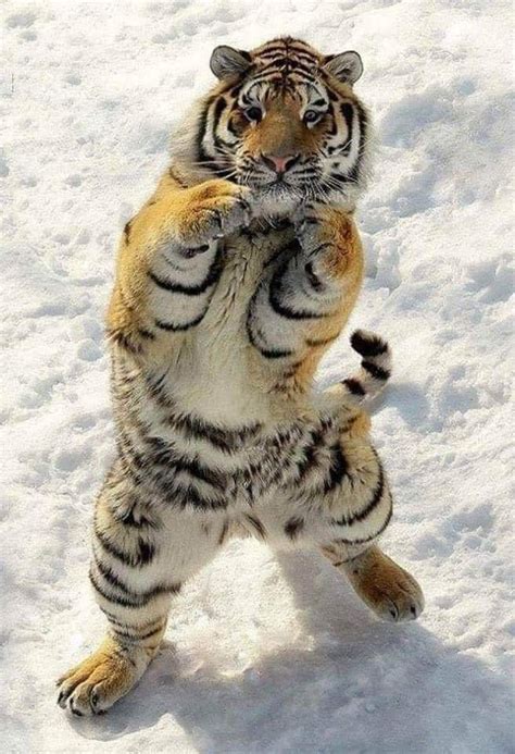 Crouching tiger lol : r/martialarts