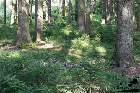 Fieldtest: US M81 versus PL Woodland - Pine Survey