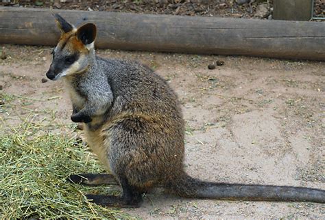 Swamp Wallaby Wallabia Bicolor