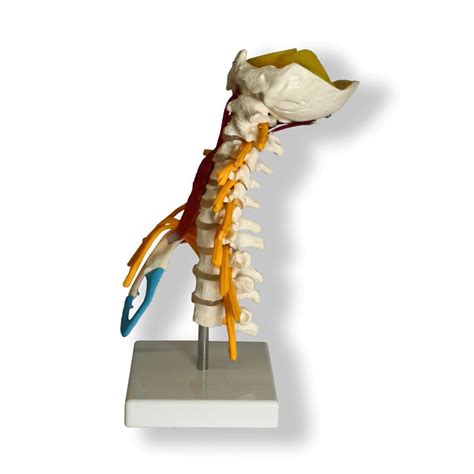 Anatomical Human Cervical Vertebrae Muscle Model | Vertebrae and ...