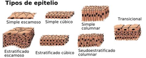 Tejido Epitelial Flashcards Quizlet