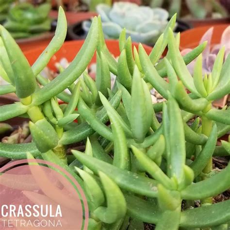 Crassula Tetragona ‘miniature Pine Tree’ A Comprehensive Succulent Care Guide