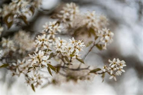 A Close-Up Shot of Juneberry Flowers in Bloom · Free Stock Photo