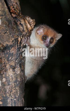 Rufous Mouse Lemur Microcebus Rufus From Ranomafana National Park