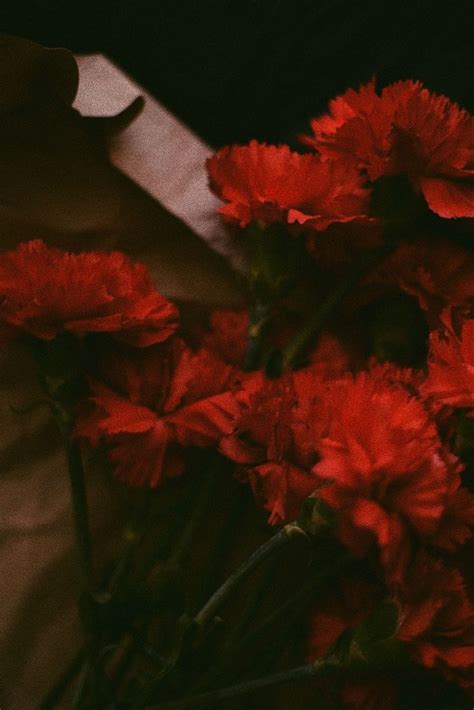 Гвоздика эстетика | Garofano rosso, Sfondi floreali, Sfondi