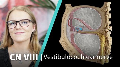 Anatomy Dissected Cranial Nerve Viii Vestibulocochlear Nerve Youtube