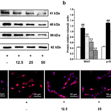 Ac 5gp Inhibited Tnf α Induced Activation Of Wnt β Catenin Pathway In Download Scientific