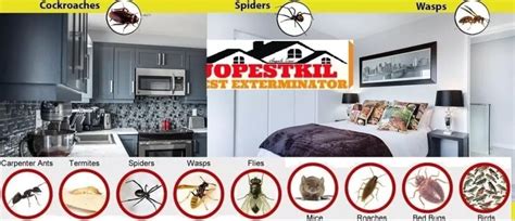 Jopestkil Nairobi Top Best Expert Rat And Rats Control Services