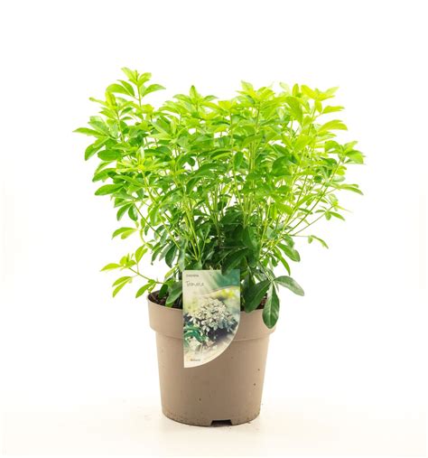 Choisya ternata — Plant Wholesale FlorAccess