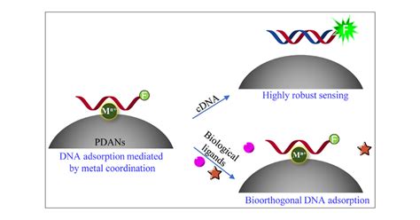 Bioorthogonal Dna Adsorption On Polydopamine Nanoparticles Mediated By Metal Coordination For