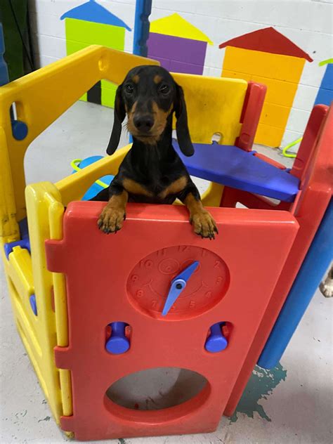 Daycare Vip Pamper Paws