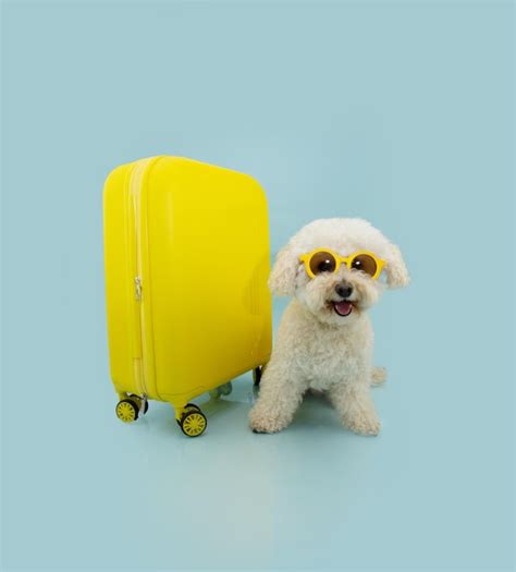 Cachorro Poodle Feliz Saindo De Férias Ao Lado De Uma Mala Amarela E