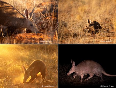 Aardvark Africa Geographic