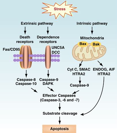 Intrinsic Apoptosis Pathway