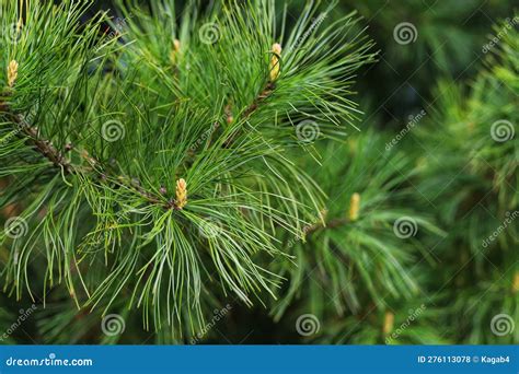 Pinus Cembra Stock Photography 210753818