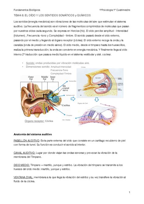 Apuntes Fundamentos T6 TEMA 6 EL OÍDO Y LOS SENTIDOS SOMÁTICOS y