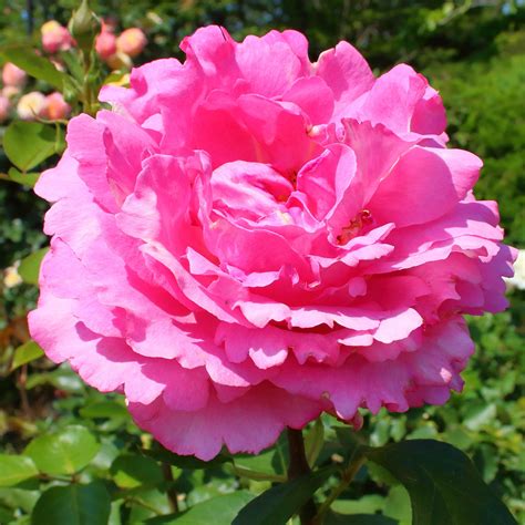 Tips On Growing Fragrant Yves Piaget Roses In Ca – Roger's Gardens