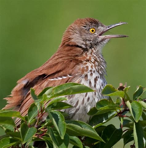 Brown Thrasher Laura Meyers Photograpylaura Meyers Photograpy
