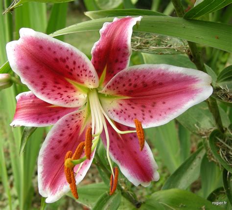 Une Fleur De Lys Ici L Atelier Des Fleurs